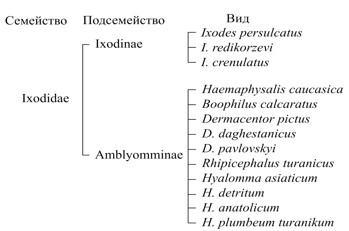 Таксономический состав и видовое разнообразие иксодовых клещей в исследуемом регионе